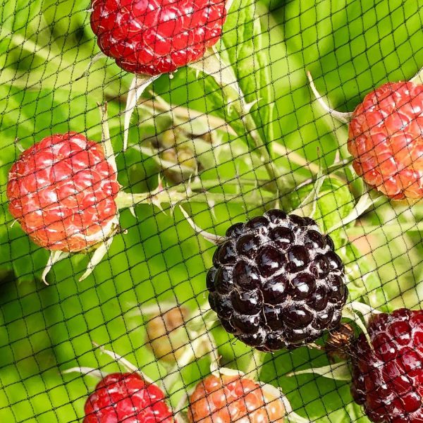 Black Polyethylene Pond Netting for Garden Protection-5